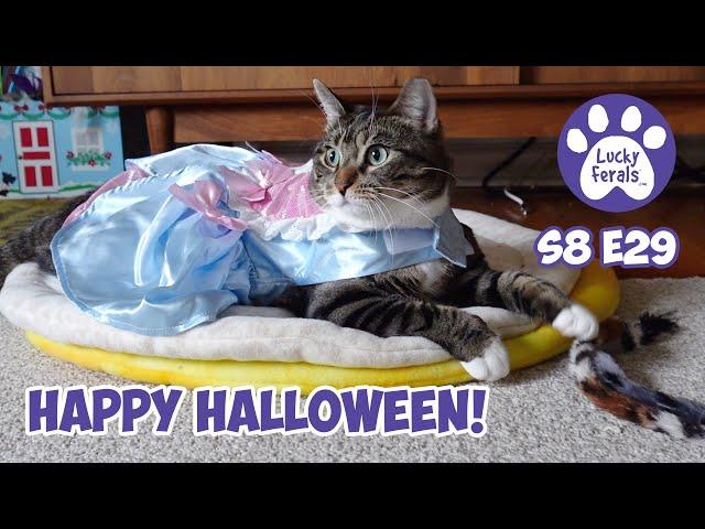 Happy Halloween! Super Boo, A Spider Crazy Princess - Lucky Ferals S8 E29 - Cat Vlog