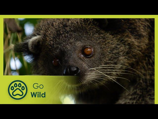 Philippines: Islands of Mystery - Wildest Islands - Go Wild