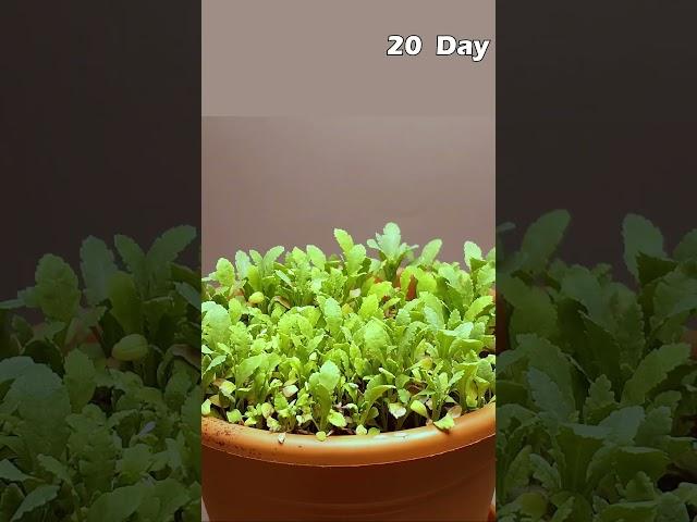 Growing Poppy Plant from Seeds