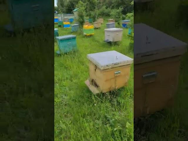 Улья после осмотра. 17 июнь 2022