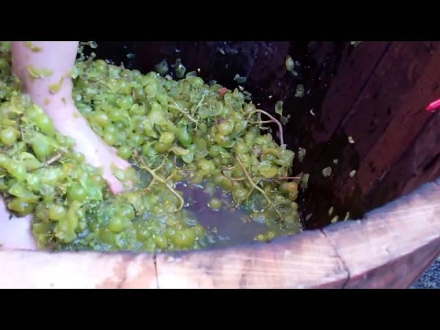 Watch the Grape Stomp Pros at Willamette Valley Vineyards Grape Stomp Finals