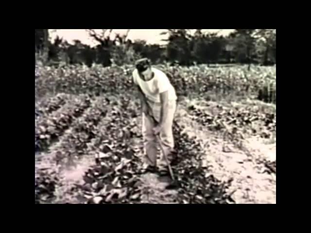 The Gardens of Victory (WWII film)