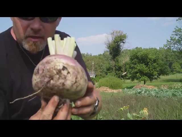 Harvesting turnips and a few tips