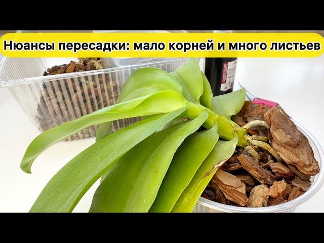 Нюансы посадки орхидеи с маленькими корнями и длинными листьями