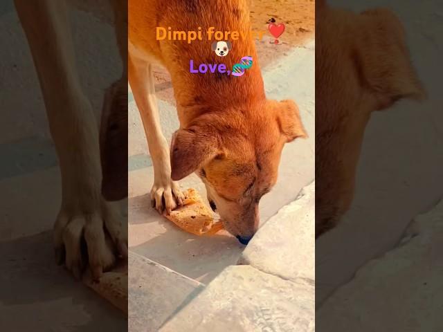 dimpi forever ️ #music #newmusic #lyrics #song #spotify#bharat#december #dog#healing#nature#bharat