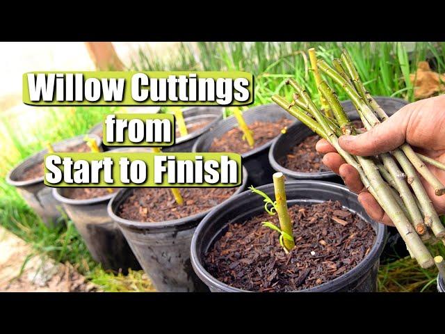 Complete Guide on Propagating and Growing Willow Tree Cuttings START TO FINISH!