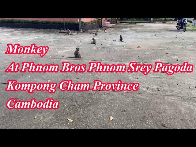 Monkey at Phnom Bros Phnom Srey Mountain Kompong Cham Province Cambodia