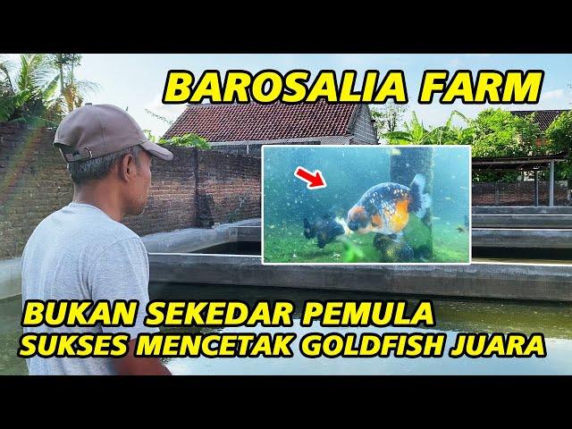 Luar Biasa ‼ Bukan Sekedar Pemula, Sukses Mencetak Ikan Juara - Barosalia Farm