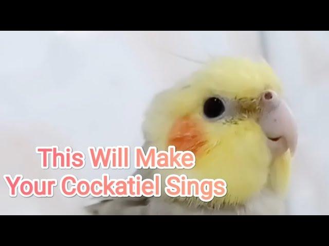 YouTube Traditional Happy Cockatiel Singing Dancing Nonstop 