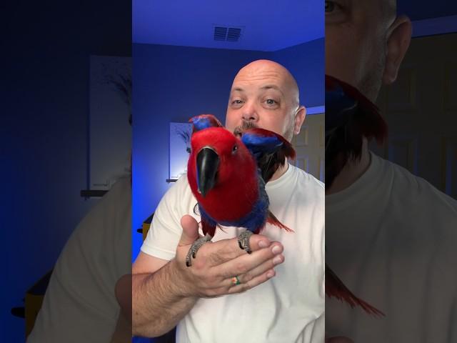 Veterinarians LOVE this parrot