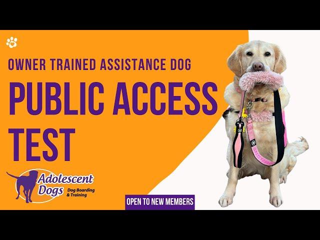 Assistance Dog Public Access Test with Adolescent Dogs