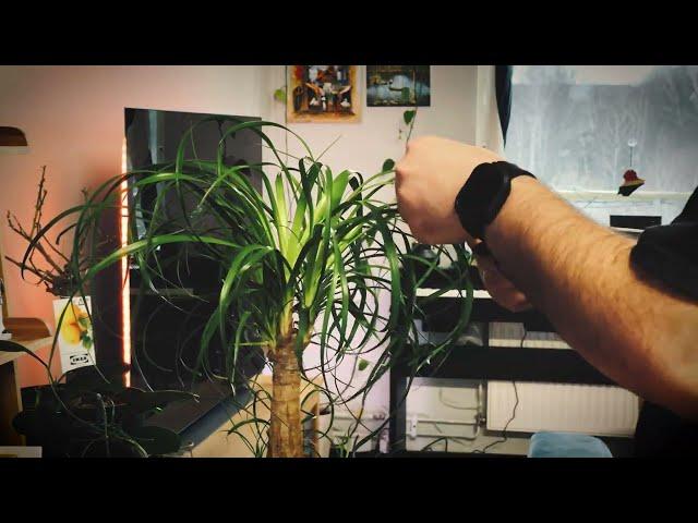 How to haircut a plant - Clean a plant