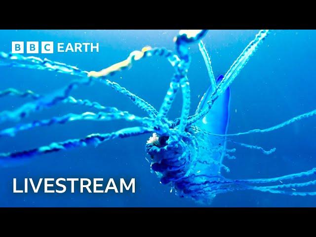  LIVE: Two Hours of Amazing Animal Moments | BBC Earth