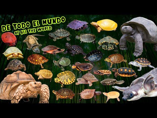 100 TORTUGAS EXÓTICAS DEL MUNDO EN 7 MINUTOS / 100 EXOTIC TURTLES FROM AROUND THE WORLD IN 7 MINUTES