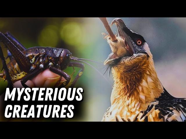 The Most ELUSIVE Creatures On Earth