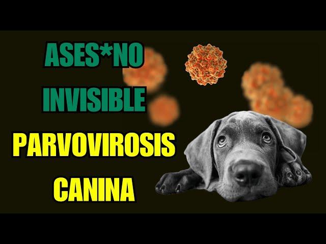 El VIRUS más LETAL en PERROS - Parvovirus canino tipo 2