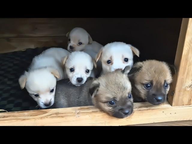 After feeding it for ten days, the stray dog led me to her hidden puppies, as if asking for shelter.