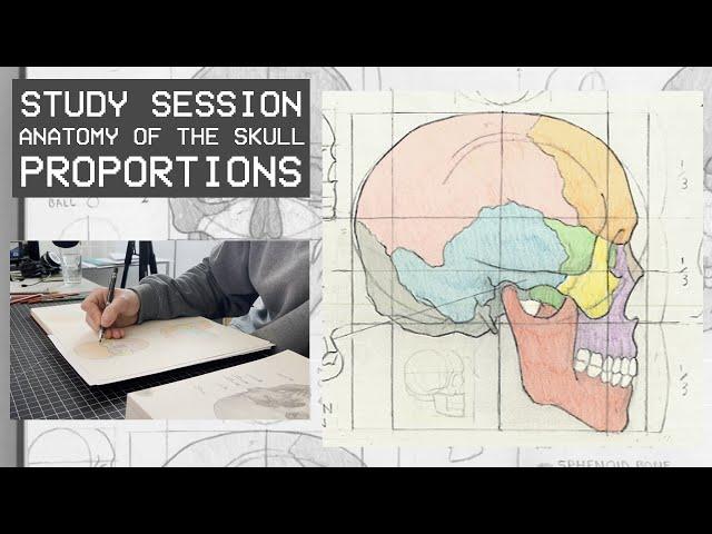 Drawing The Skull - Anatomy & Proportions (Study Session)