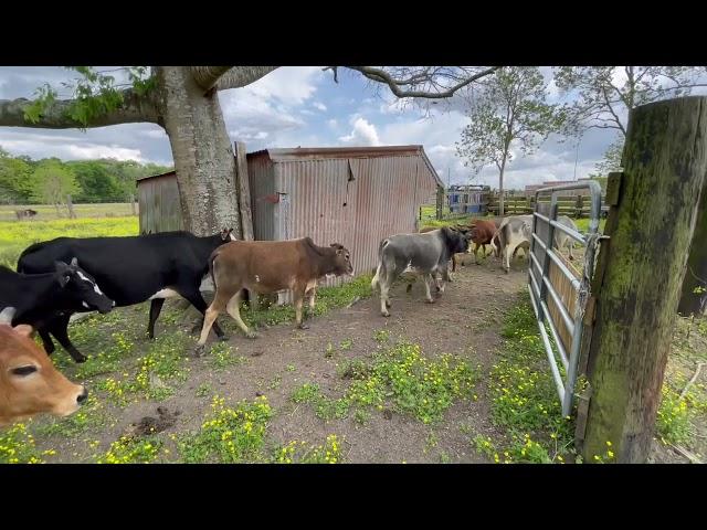 Herding Miniature Zebu Cows, SHHHHHH!!! They do not know that I am here...