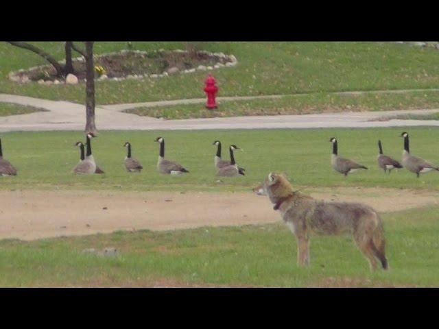 Coyote attacks on the rise: How can we solve the problem?