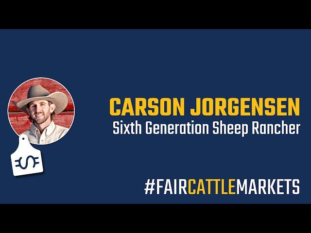 Fait Cattle Markets Interview with Carson Jorgensen, Sixth Generation Sheep Rancher