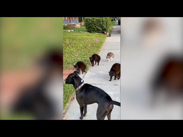 Il cane va a passeggio, ma non ha fatto i conti con la banda di gatti: la scena è esilarante