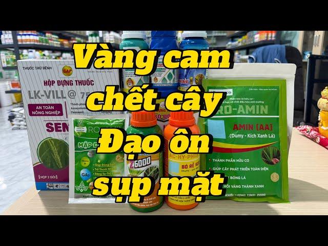 Vàng cam chết cây,đạo ôn sụp mặt,quản lý lem lép mùa mưa