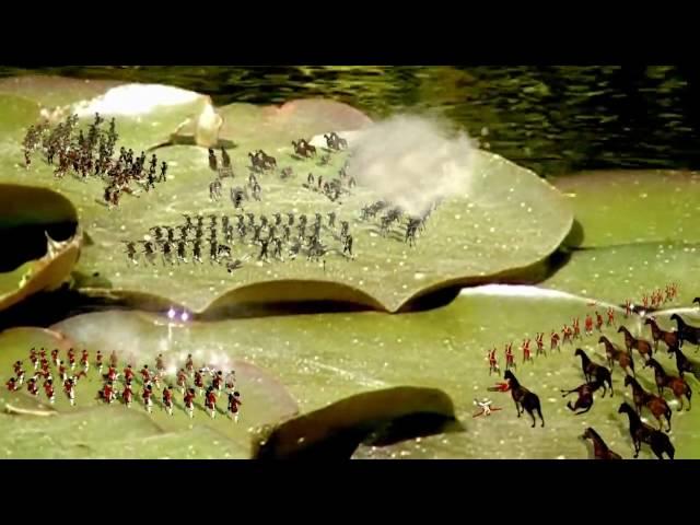 Empire: Total War - Water Lily