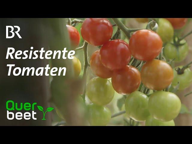 Resistente Tomaten - Kraut- und Braunfäule – Tomatenfeind Nummer 1