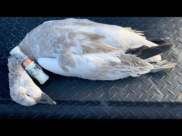 How to operate a snow goose call.