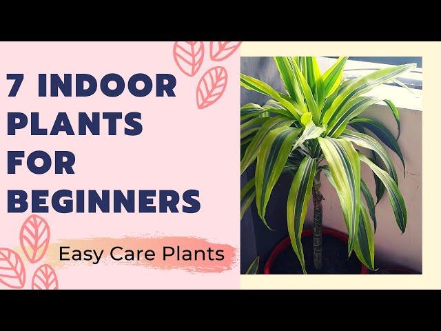 Best Indoor Plants For Beginner || Easy Care Plants || Plant Tour || Low Light Indoor Plants