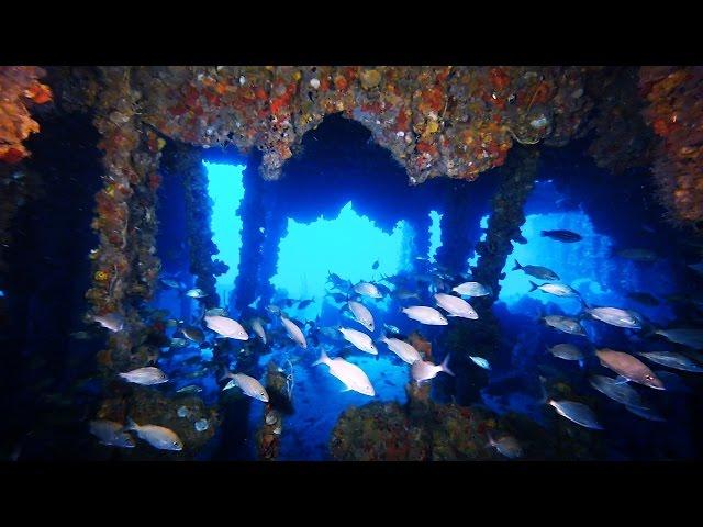 Hog Heaven Wreck, Scuba Diving Fort Lauderdale, Florida