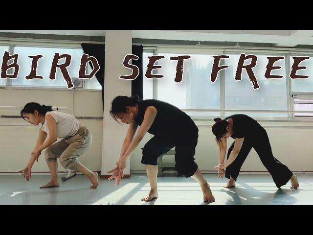 [Beginner Lyrical Jazz] Bird Set Free - Sia Choreography. Soo | 댄스학원 | 재즈댄스 | 리리컬재즈 | 컨템포러리재즈