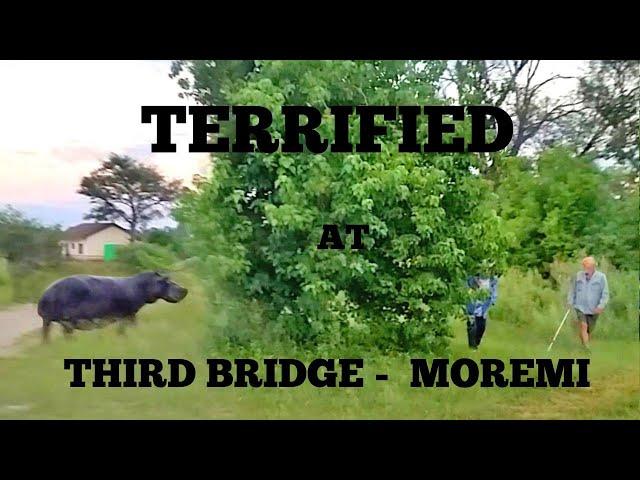 Terrified at Third Bridge - Moremi