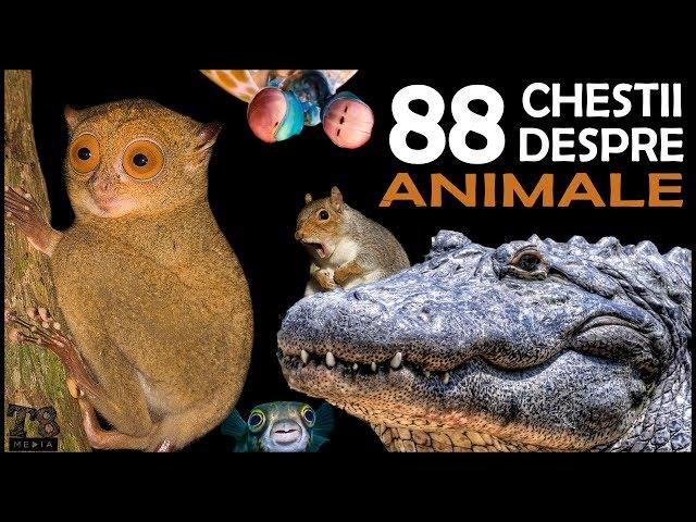 88 de Chestii Interesante despre Animale