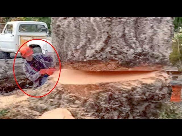 Extreme Dangerous Idiots Fastest Cutting Huge Tree Chainsaw Machine, Biggest Tree Felling Down Skill