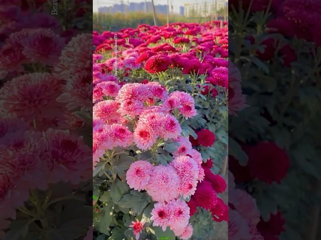 Chrysanthemum flower garden #chrysanthemumflower