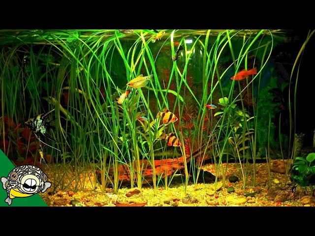 How to Grow Fish Tank Plants- Aquarium Co-Op