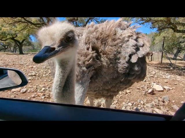 Ostrich feeding by hand