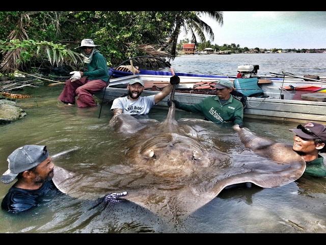 Monster Giant Freshwater Stingray Record 530 lbs - HD by Yuri Grisendi