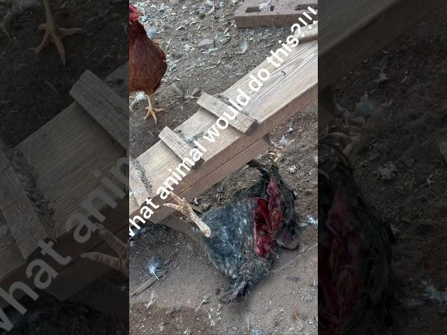 What the heck happened!!! #chicken #dead #whathappend #mudermystery