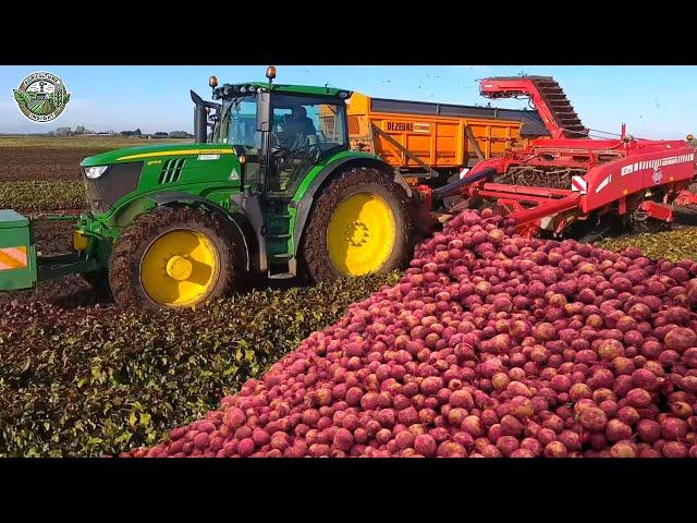 704 Million Pounds Of Red Beets Are Harvested By American Farmer This Way  | Agriculture Technology