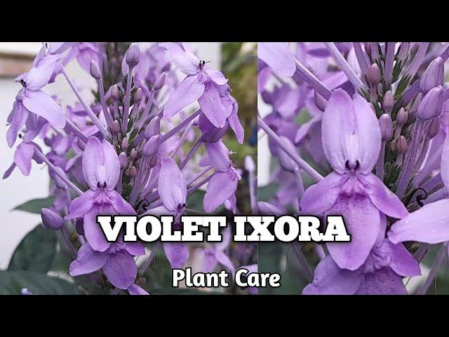 How to care for Violet Ixora | Plant Care Tips