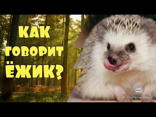 КАК ГОВОРИТ ЁЖИК / ФЫРКАНЬЕ ЕЖА   #ёжик #еж #фырканье_ежа #как_говорит_ёжик