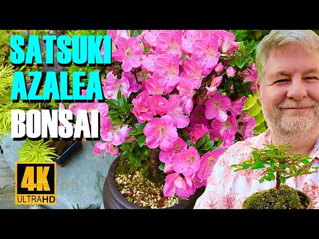 Discover the Secrets to Thriving Satsuki Azalea Bonsai 