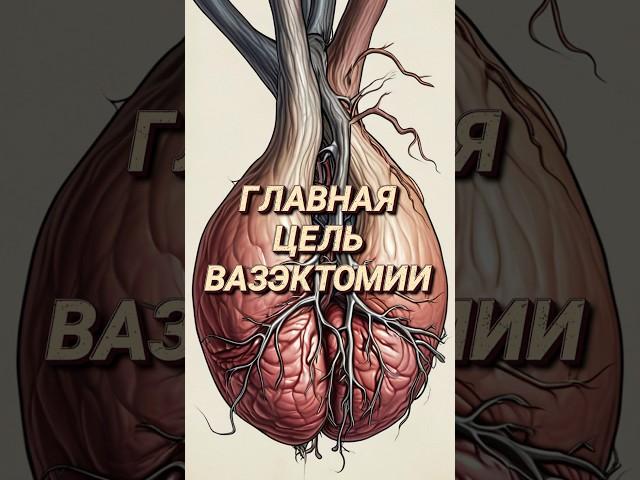 Главная цель вазэктомии #доктор #врач #уролог #каримов #аденома #простата #вазэктомия