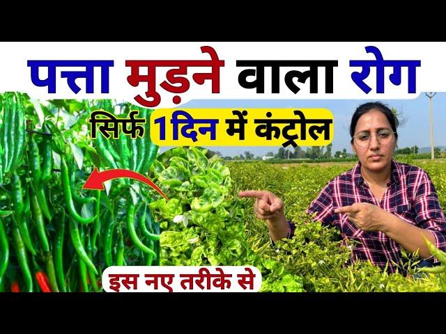 फसलों में लीफ कर्ल/पत्ता मरोड़ रोग  कंट्रोल | Leaf Curl Virus Control | thrips control | Hm virofin