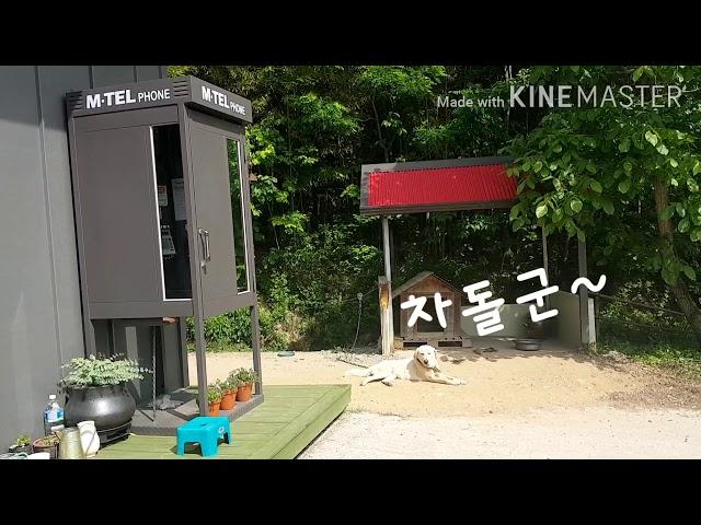 #산골냥이들의  하루 #산골된장녀의하루#냥이들의재롱#소박한공간#냥이