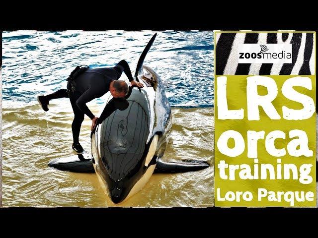 Loro Parque ORCAS: What happens when an animal does something wrong? LRS | zoos.media