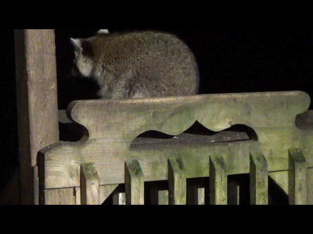 05 August 2024 - Angie and I together feeding our Raccoons